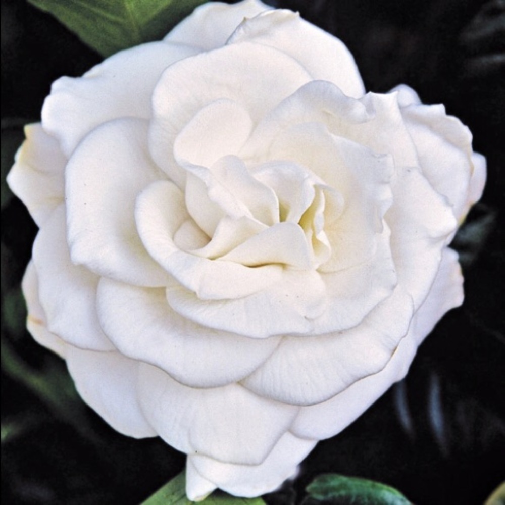 Meet your Posher, Obani